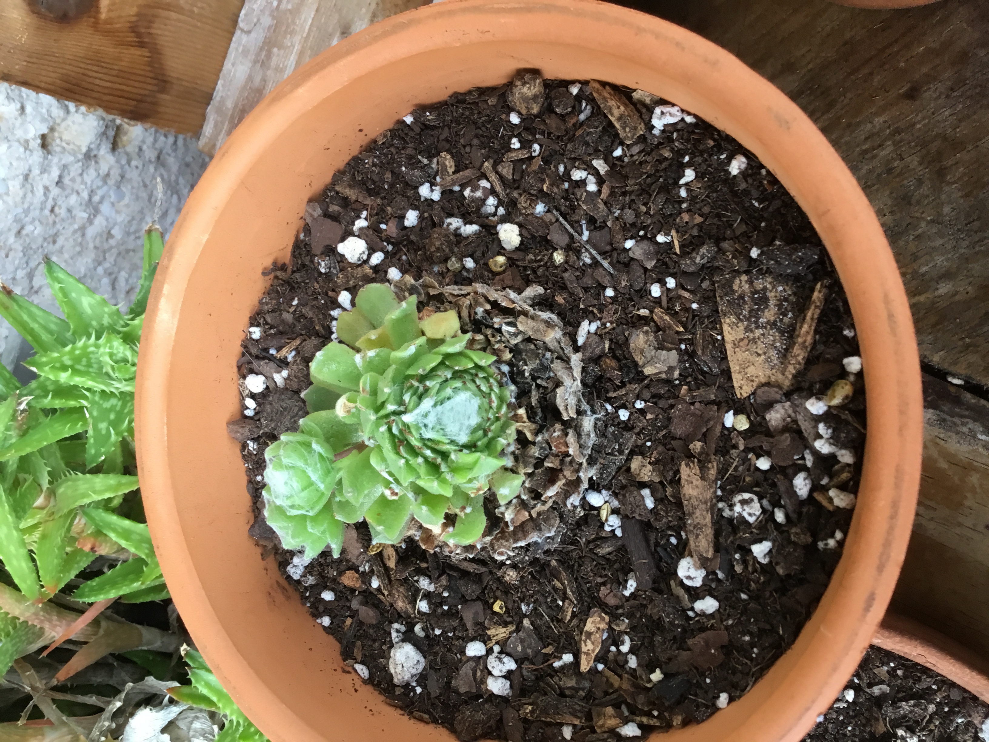 Sempervivum Cebenese.jpg